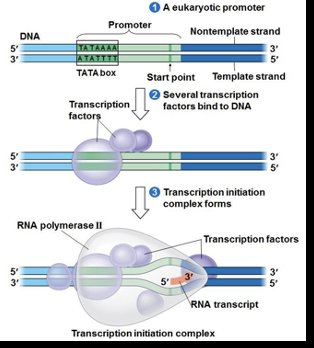 <p>After RNA polymerase binds to the promoter, the DNA strands unwind and the polymerase initiates RNA synthesis at the start point on the template strand </p>