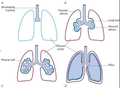 <p>surrounds lungs</p>