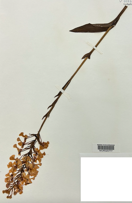 <p>Order? Family?</p>