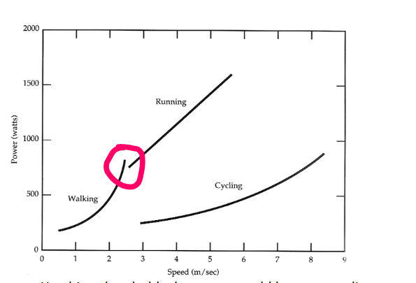 <p>Around 3 m/s, when walking becomes energetically inefficient compared to running.</p><ul><li><p>humans switch to running to maintain efficiency</p></li><li><p>R McNiel Alexander</p></li></ul><p></p>