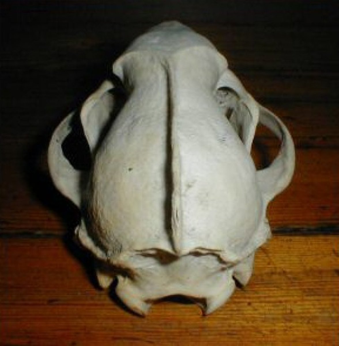 <p>A ridge of bone that runs down the middle of the cranium like a short Mohawk. This serves as the attachment for the large temporal muscles, indicating strong chewing.</p>