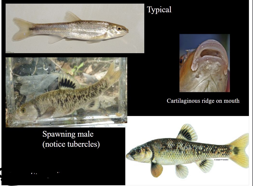 <p>What is the species and common name of this vertebrate in Order Cypriniformes and Family Leuciscidae (North American Minnows &amp; Shiners) </p>
