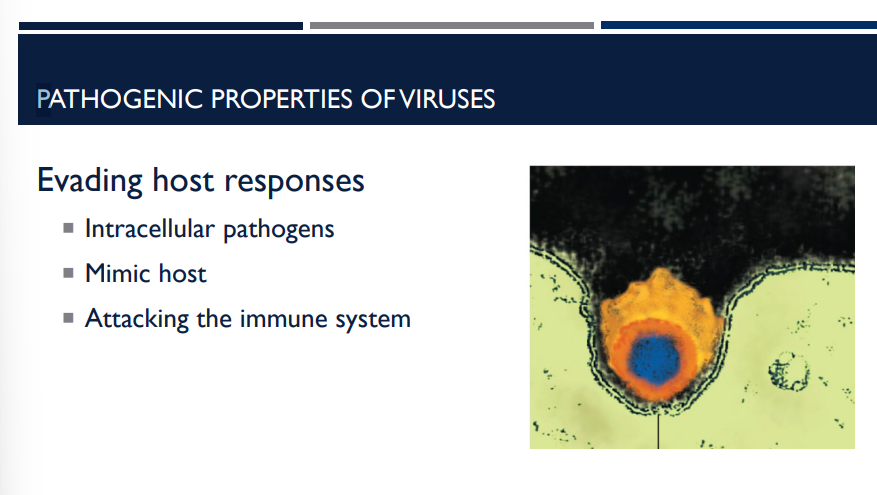 <p>Regarding the pathogenic properties of viruses, how are host responses evaded?</p>