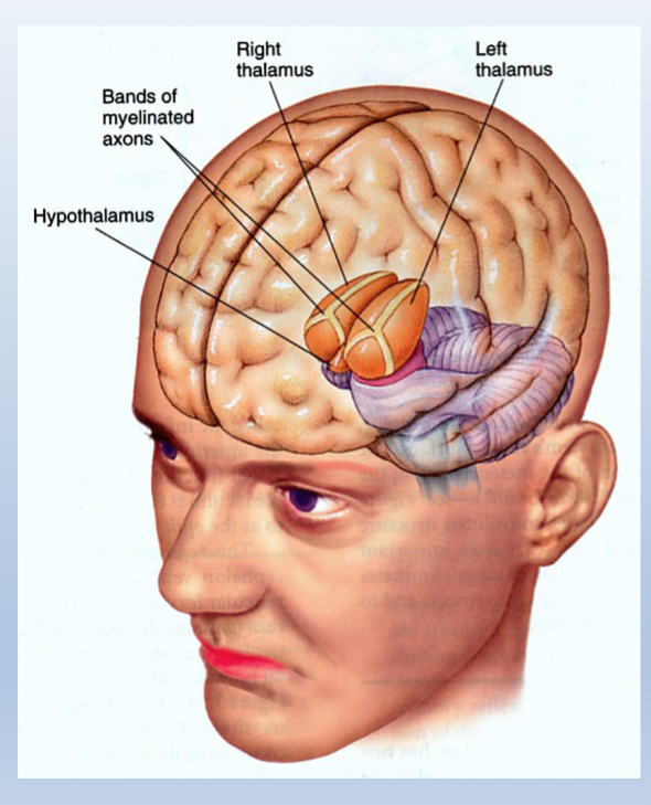 <p>Part of Limbic System</p><p><span>• Regulates many</span><br><span>motivated functions</span><br><span>(e.g., eating and</span><br><span>drinking), sleep/wake</span><br><span>cycle</span><br><br><span>• Controls activity of the</span><br><span>pituitary gland (master</span><br><span>gland that interacts with</span><br><span>the hypothalamus to</span><br><span>regulate many functions</span><br><span>via the release of</span><br><span>hormones)</span></p><p><br></p>