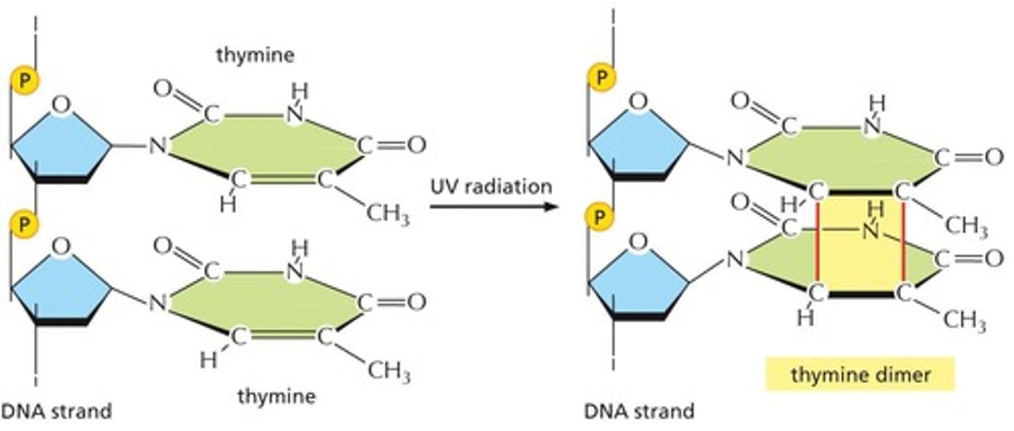 <p>It can cause covalent bonds between pyrimidine bases, leading to mutations</p>