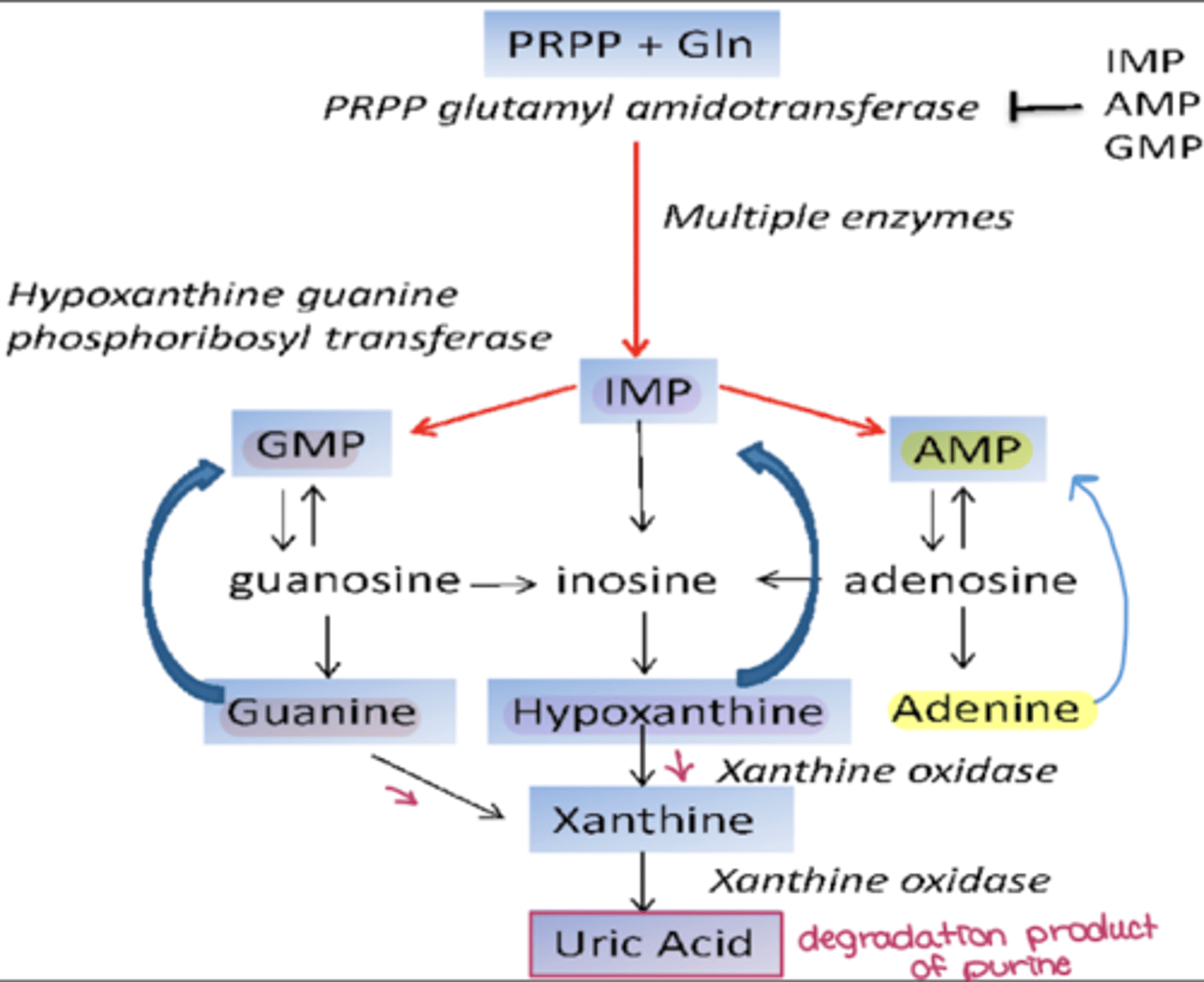<p>recovers nucleosides or bases during RNA or DNA degradation</p>