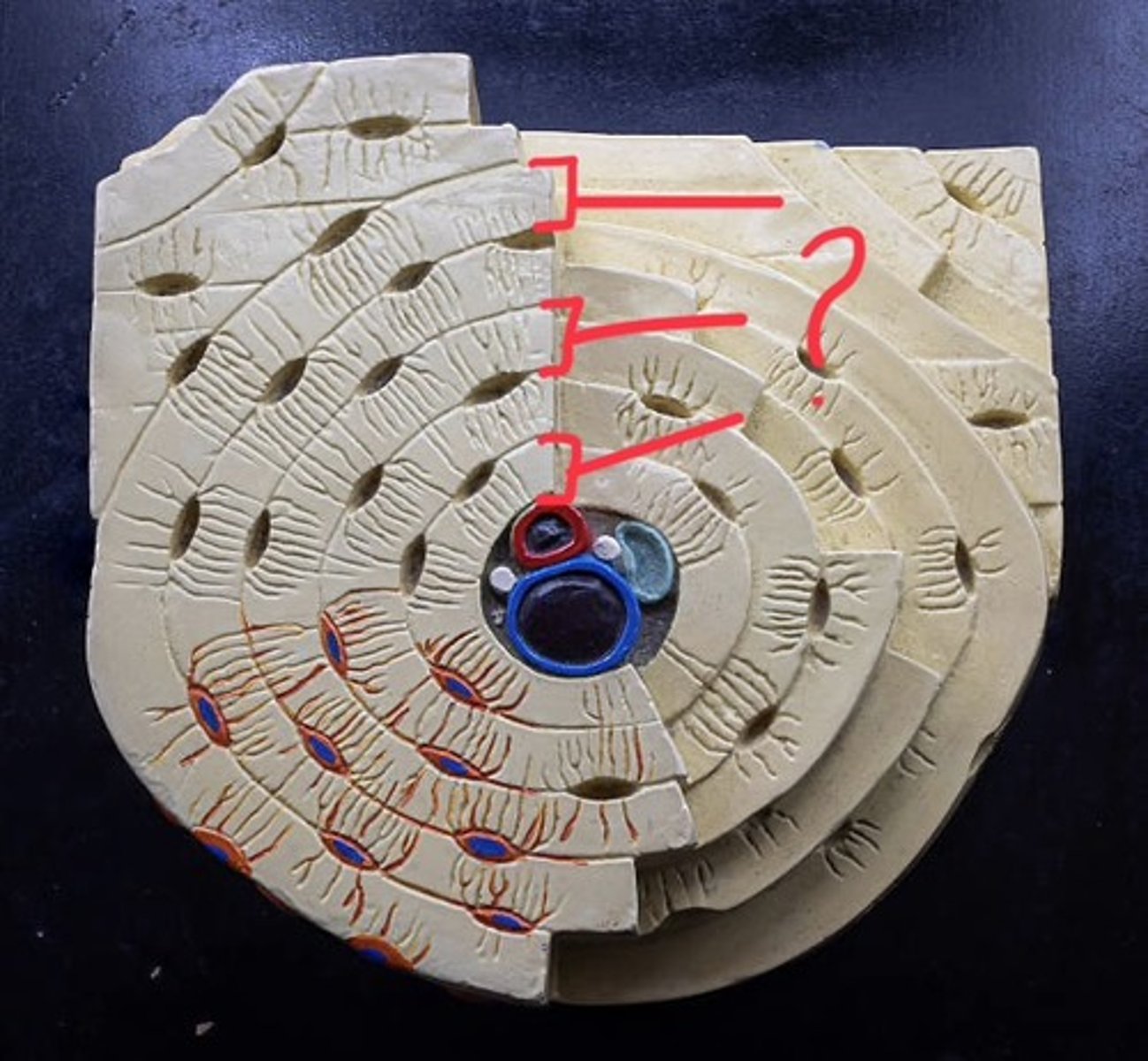 knowt flashcard image