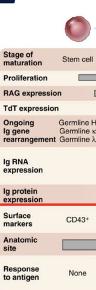 <p><strong>- CD43+</strong></p>