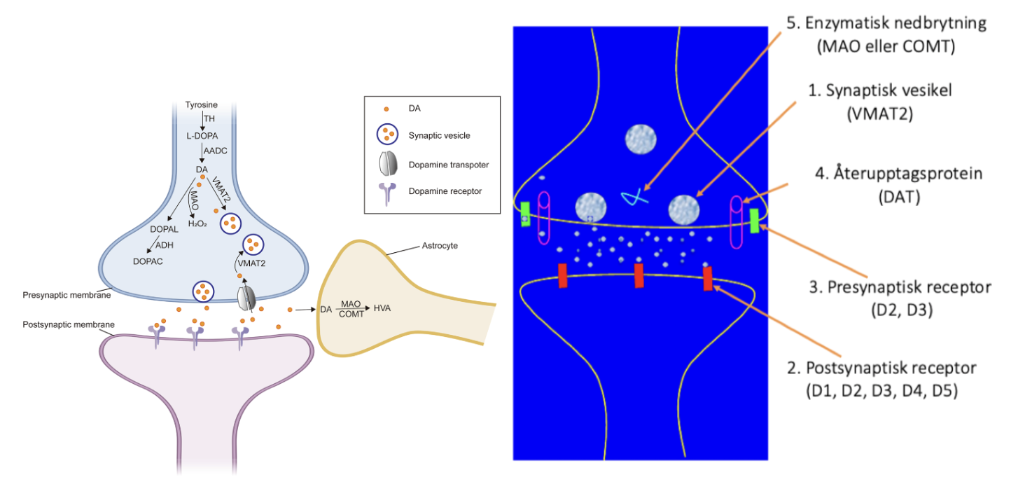 <p>Dopamin syntetiseras i cytosolen och transporteras till synapsklyftan via vesiklar <strong>VMAT2</strong>. Presynaptiskt finns D2 och D3 för negativ feedback, postsynaptiskt finns D1-D5.  Återupptag av dopamin sker via DAT. </p>
