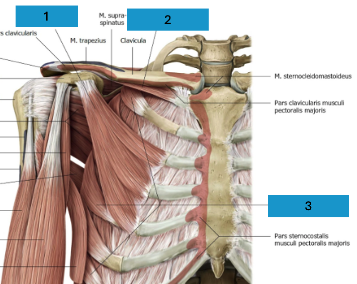 <p>Diepe laag ventrale schoudergordelspieren</p>