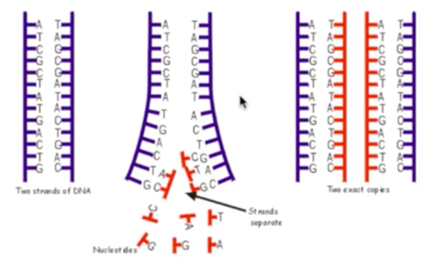 <p>They serve as a model for assembling complementary strands</p>
