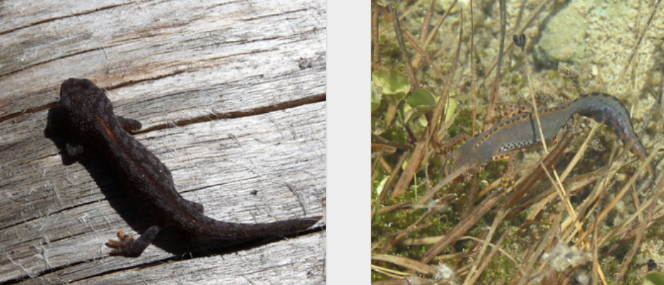 <p>Ichthyosaura alpestris</p>