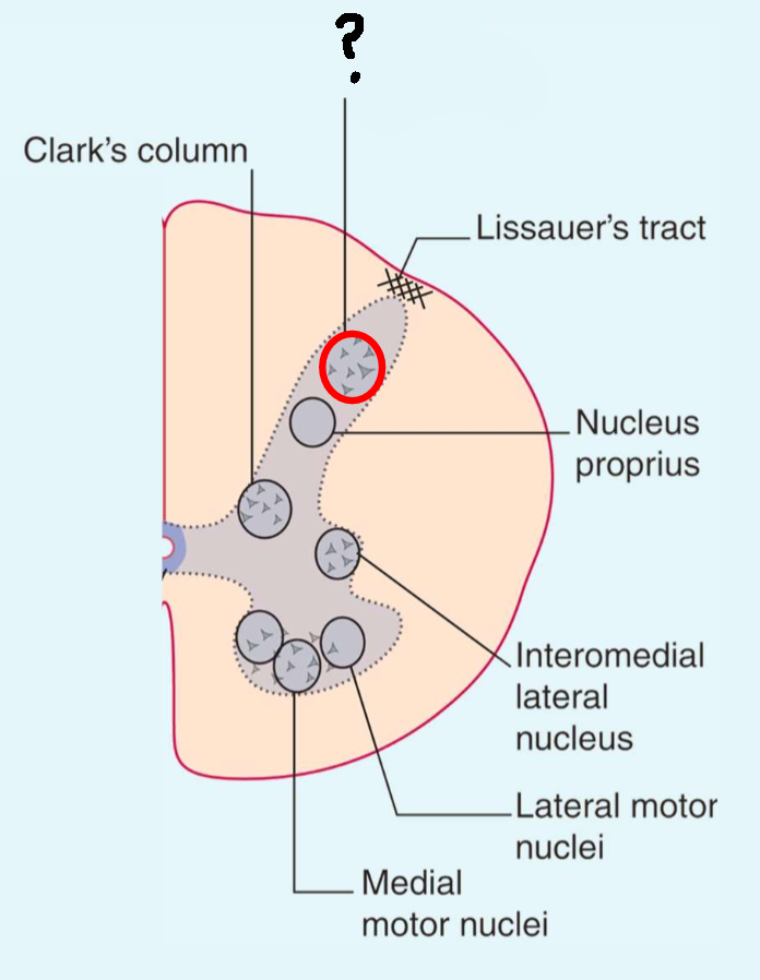 <p>Which area of the dorsal horn is this?</p>