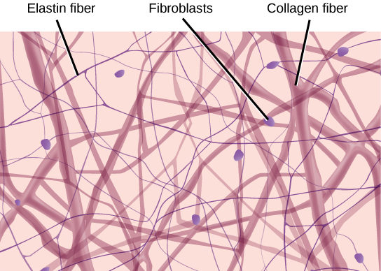 <p>Gel-like matrix with all three fiber types;</p><p class="p1">cells: fibroblasts, macrophages, mast cells, and some</p><p class="p1">white blood cells.</p><p class="p1">-Wraps and cushions organs; its</p><p class="p1">macrophages phagocytize bacteria; plays important</p><p class="p1">role in inflammation; holds and conveys tissue fluid</p><p class="p1">-any epithelia tissue area</p>