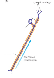 <p>What type of neurone is this?</p>