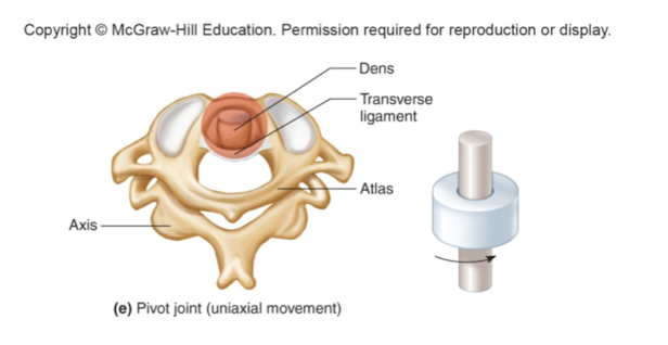 <ul><li><p>cylindrical surface rotates within ring of other bone</p></li><li><p>uniaxial (rotation only)</p></li><li><p>atlas (C1) and dens of axis (C2)</p></li></ul><p></p>