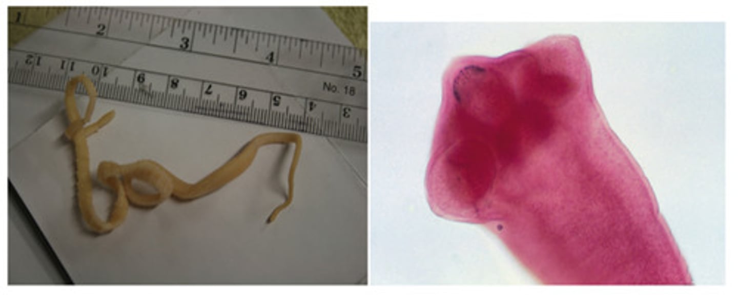 <p>This canine tapeworm can grow up to 50cm long and has an armed scolex. It is the most common tapeworm seen in dogs</p>