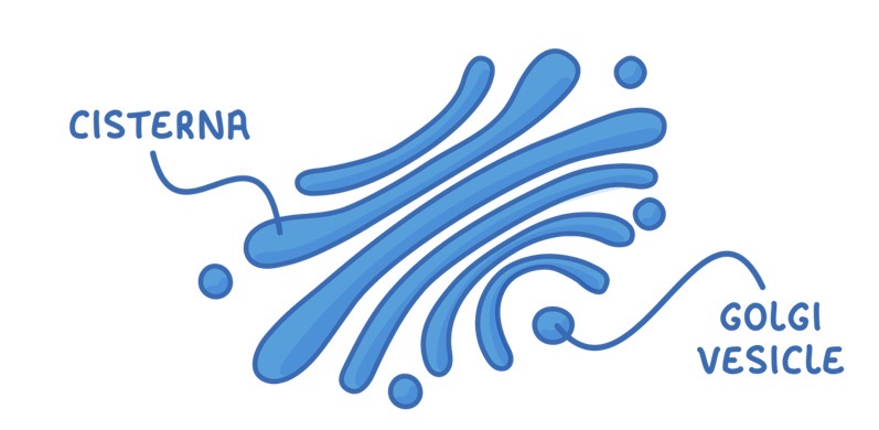 <ul><li><p>Compact structure formed of cisternae</p></li><li><p>Contains smaller vesicles</p></li><li><p>Kinda looks like the WiFi signal</p></li><li><p>NO ribosomes</p></li></ul><p></p>