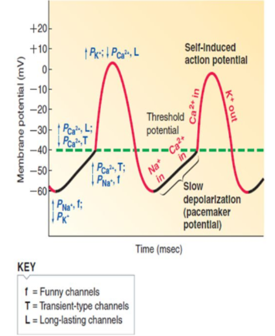 <ul><li><p>opening, Ca2+, L-type</p></li><li><p>large, Ca2+</p></li></ul><p></p>