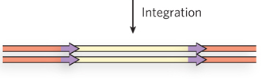 <p>Integration by recombination </p>