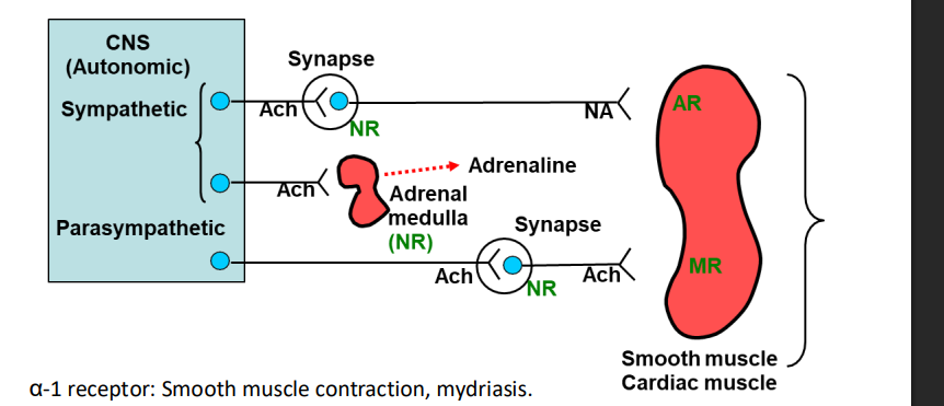 <p><strong>Increased lipolysis</strong> (fat breakdown)</p>