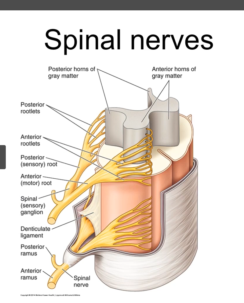 <p>the grey matter has the H or butterfly shaped, and inside this grey matter we are able to find the neurons of the cells that reach our body.</p><p>as you can see in the image, you are able to identify the meninges that she has talked to you about. and if we take a deeper look inside the spinal cord, we are going to identify an area called the white matter and gray matter. </p><p>the grey matter of the spinal cord, has the H or butterfly shape, and inside this gray mater, we can find the neurons of the cells that are eventually going to reach our body. </p><p>the axons of the neurons are also located in the grey matter are going to exit either through the dorsal or ventral rootlets of the spinal nerves. </p><p>the anterior rootlets are going to eventually form the anterior roots as well as the posterior rootlets and posterior roots. Both roots are going to join together to form the spinal nerve. the spinal nerve splits into the posterior rami and the anterior rami. </p>