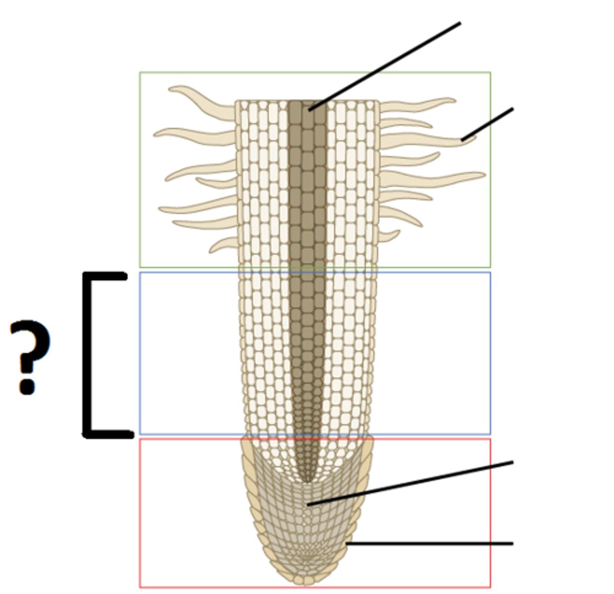 <p>increase size of cells</p>