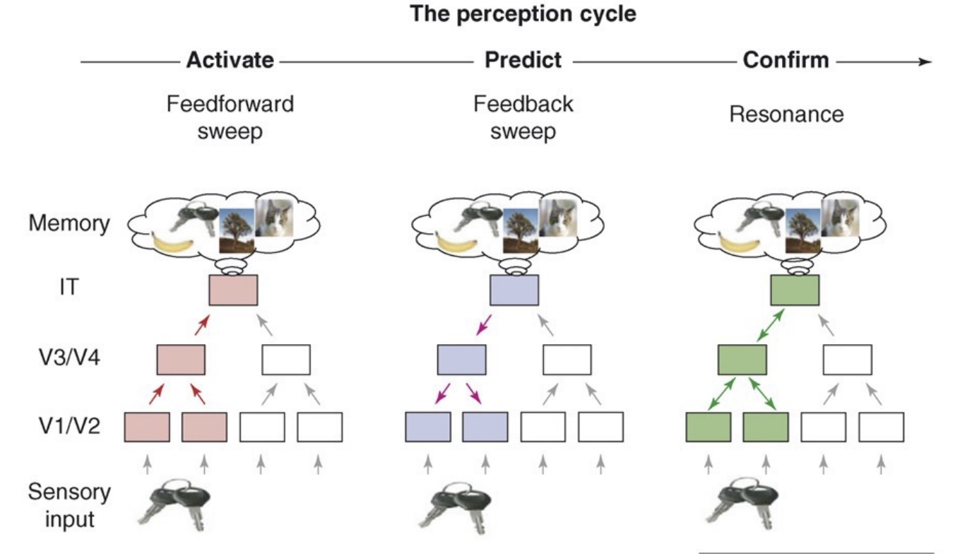 <ol><li><p>Initial <strong>Active</strong> input </p></li><li><p><strong>Prediction</strong> </p><ol><li><p>generated from past experience </p></li></ol></li><li><p><strong>Confirmation</strong> </p><ol><li><p>subjective confirmation “i see this object” </p></li></ol></li><li><p>If this does not succeed, process loops </p></li></ol><p></p>