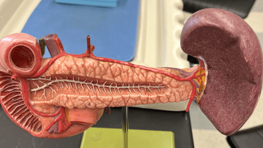 <p>• A vein of the hepatic portal system (not shown).</p>
<p>• Drains the stomach.</p>
<p>• Empties into the hepatic portal vein.</p>