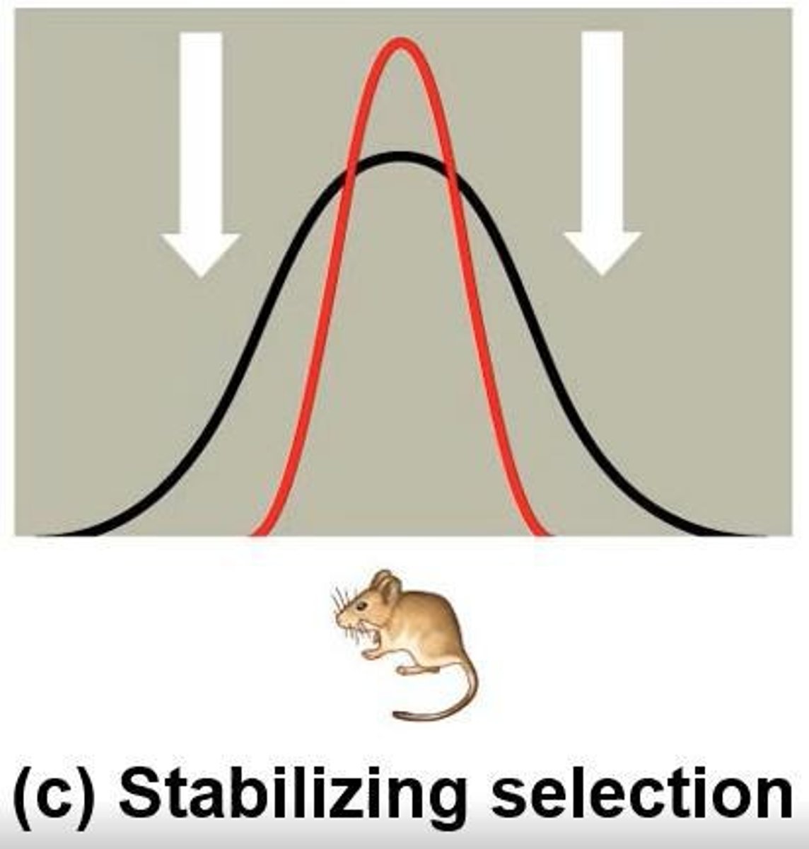 <p>Stabilizing selection.</p>