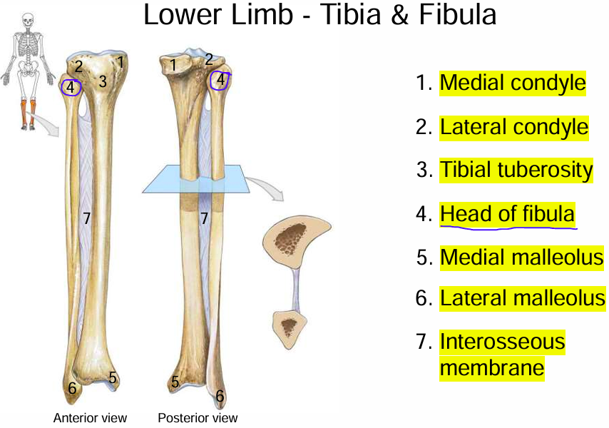 <p>Note that the Fibula is on the lateral side.</p>