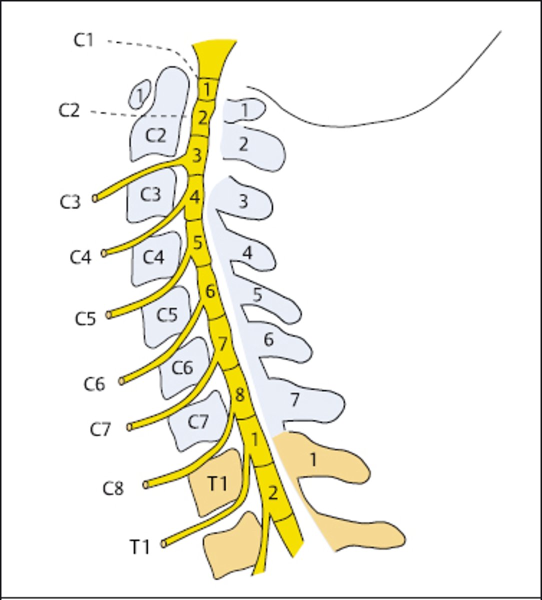 <p>7 vertebrae,</p><p>8 nerve roots</p>