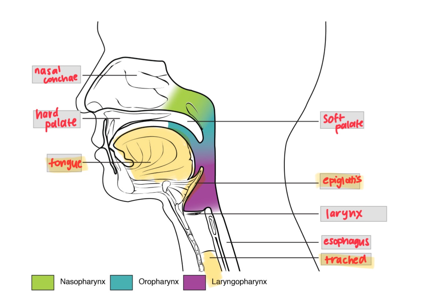 knowt flashcard image