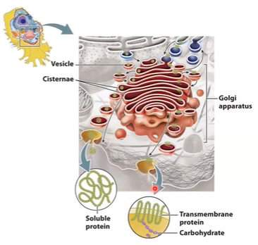<p>Golgi apparatus<strong> receives proteins and lipids</strong> from the ER and to other organelles, plasma membrane, or the cell exterior; <strong>proximal → distal; </strong>Cis-Golgi Network (CGN) → medial Golgi → Trans-Golgi Network (TGN)</p>