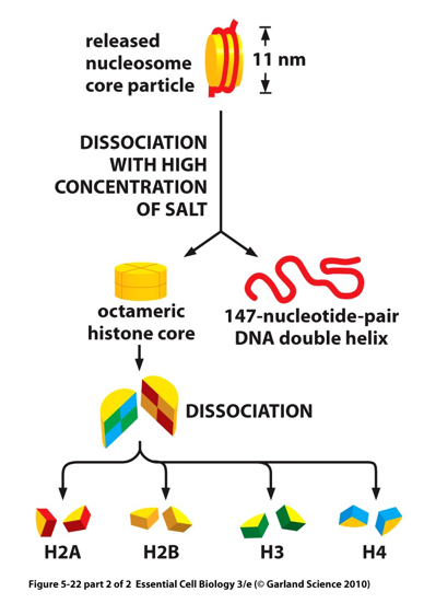<ul><li><p>octonomer of four types of histones; H2A, H2B, H3, H4</p></li><li><p>8 proteins in complex total; 2 of each H types</p></li></ul><p></p>