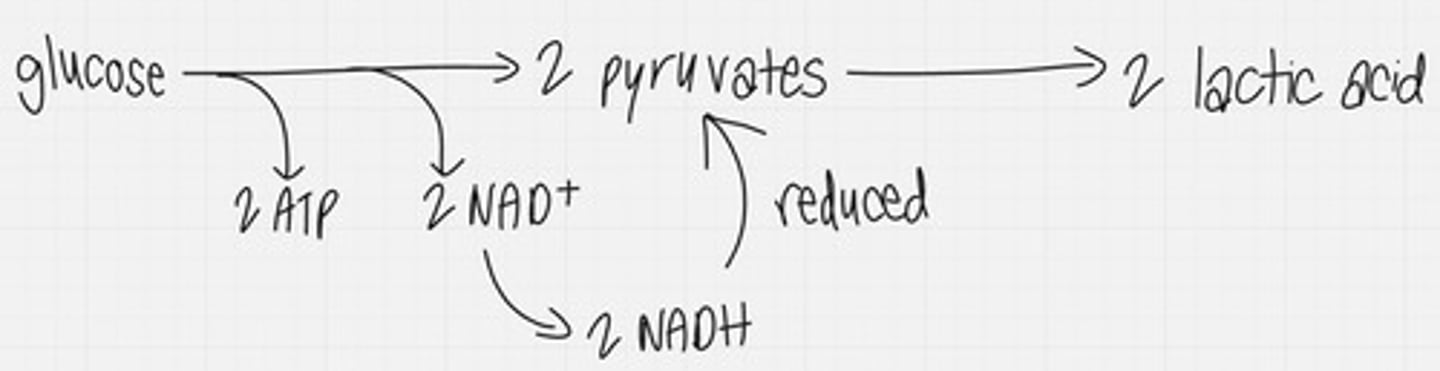<p>the chemical breakdown of carbohydrates (sugars) that produces lactic acid as the main end product; produces energy in the form of ATP</p>