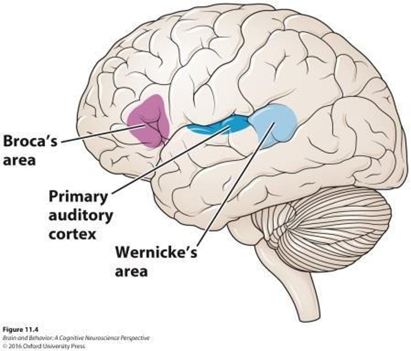 <p>It is crucial for both language comprehension and production.</p>