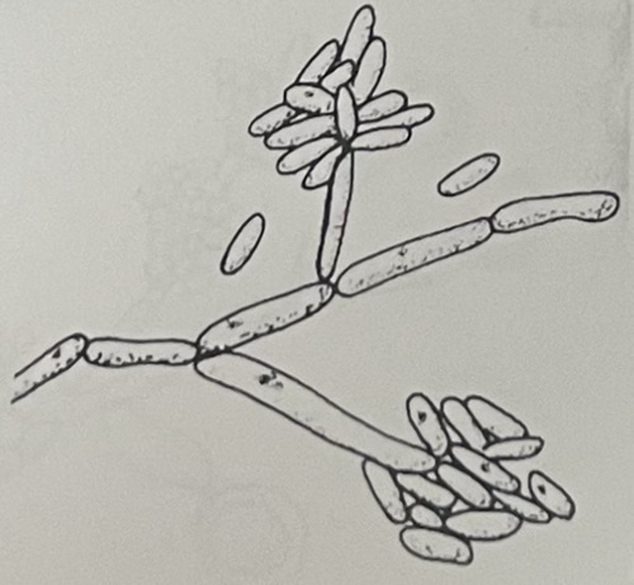 <ul><li><p>“Tree like” Ballistoconidia</p></li></ul><p></p>