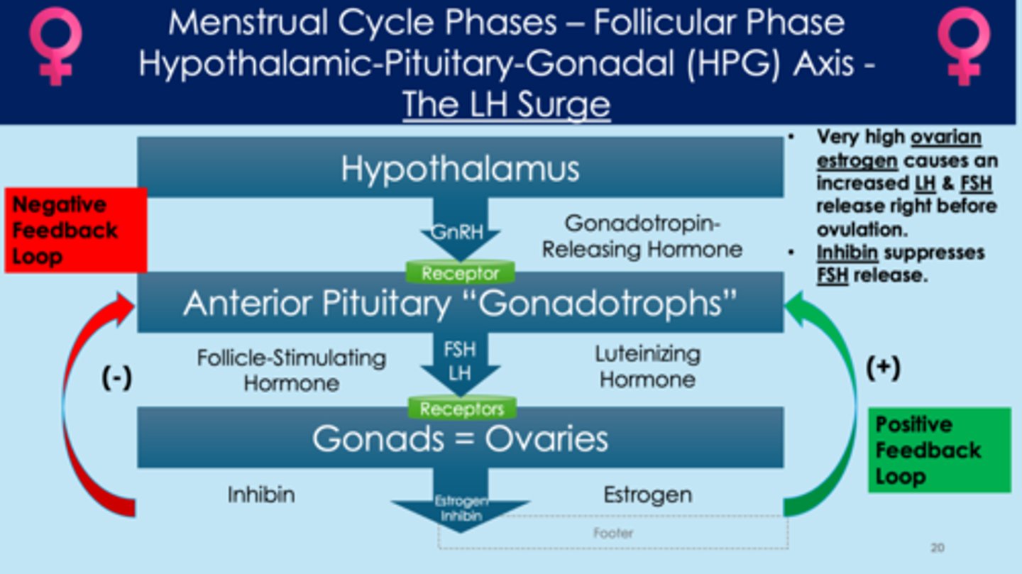 <p>- massive surge of luteinizing hormone (LH) causes granulosa cells to break down; due to positive feedback loop when estrogen levels get extremely high</p><p>- antrum size increases; blood flow </p><p>- walls of the follicle break down, and the egg leaves the follicle (ovulation) </p><p>- LH surge leads to ovulation</p><p>*entire pathway listed here*</p><p>early follicular phase:</p><p>1. hypothalamus releases GnRH</p><p>2. GnRH acts on anterior pituitary "gonadotroph" receptors</p><p>3. anterior pituitary releases FSH and LH</p><p>4. FSH stimulates granulosa cell growth</p><p>5. LH stimulates androgen production</p><p>6. androgen is converted to estrogen by granulosa cells</p><p>late follicular phase:</p><p>7. during the late follicular phase, the follicle sequesters FSH; it continues to produce estrogen despite the negative feedback loop that estrogen typically follows under normal circumstances (positive feedback)</p><p>8. granulosa cells release inhibin and inhibits FSH release by anterior pituitary</p><p>9. massive surge of luteinizing hormone (LH) causes granulosa cells to break down, due to positive feedback</p><p>10. antrum size increases; blood flow increases</p><p>11. walls of the follicle break down, and the egg leaves the follicle (ovulation)</p>