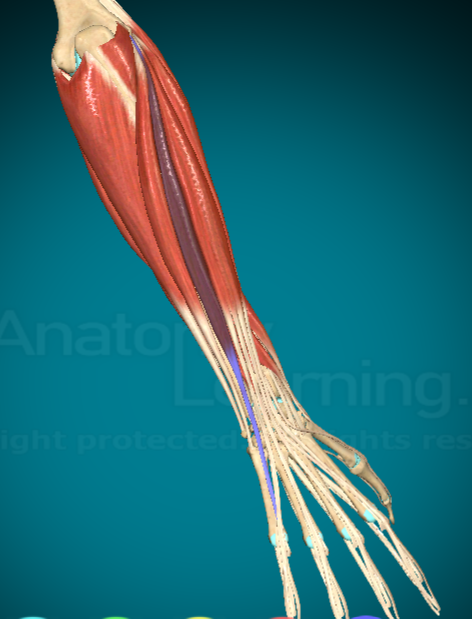 <p>What does the Extensor Digitorum do?</p>