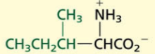<p>Aliphatic[NONPOLAR]</p>
