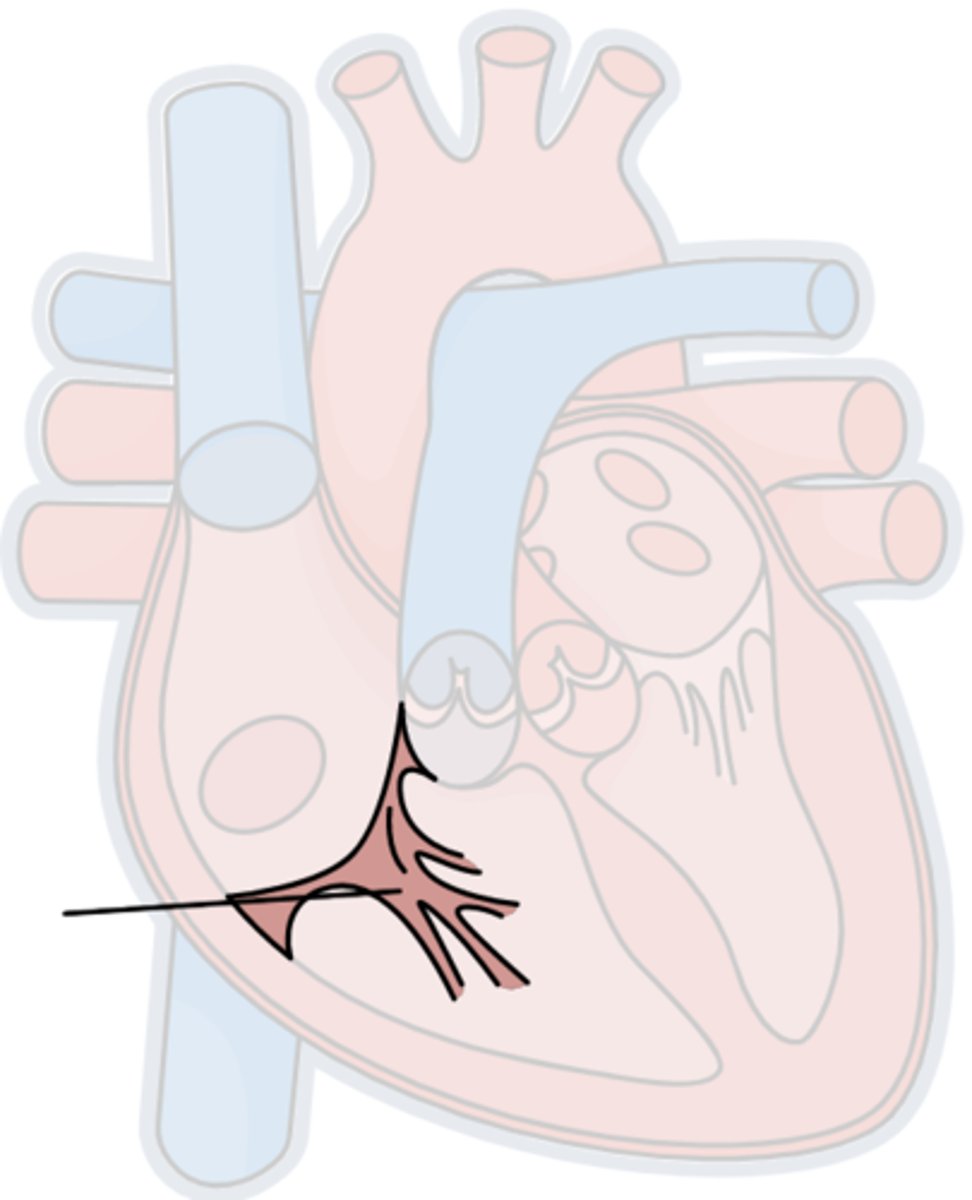 <p>Btwn the right atrium &amp; right ventricle</p>