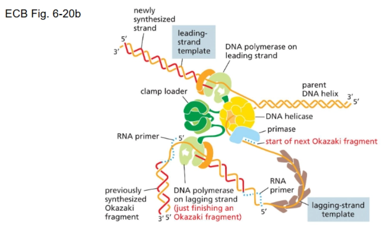 <p>initiator protein → helicase-loading protein → helicase unwinds strands (single-strand binding proteins needed to keep them separated) → DNA polymerase + DNA primase = primosome (sliding clamp needed to keep polymerase from floating away) → leading strand and lagging strand synthesis are simultaneous (2 replication forks moving in opposite directions)</p>