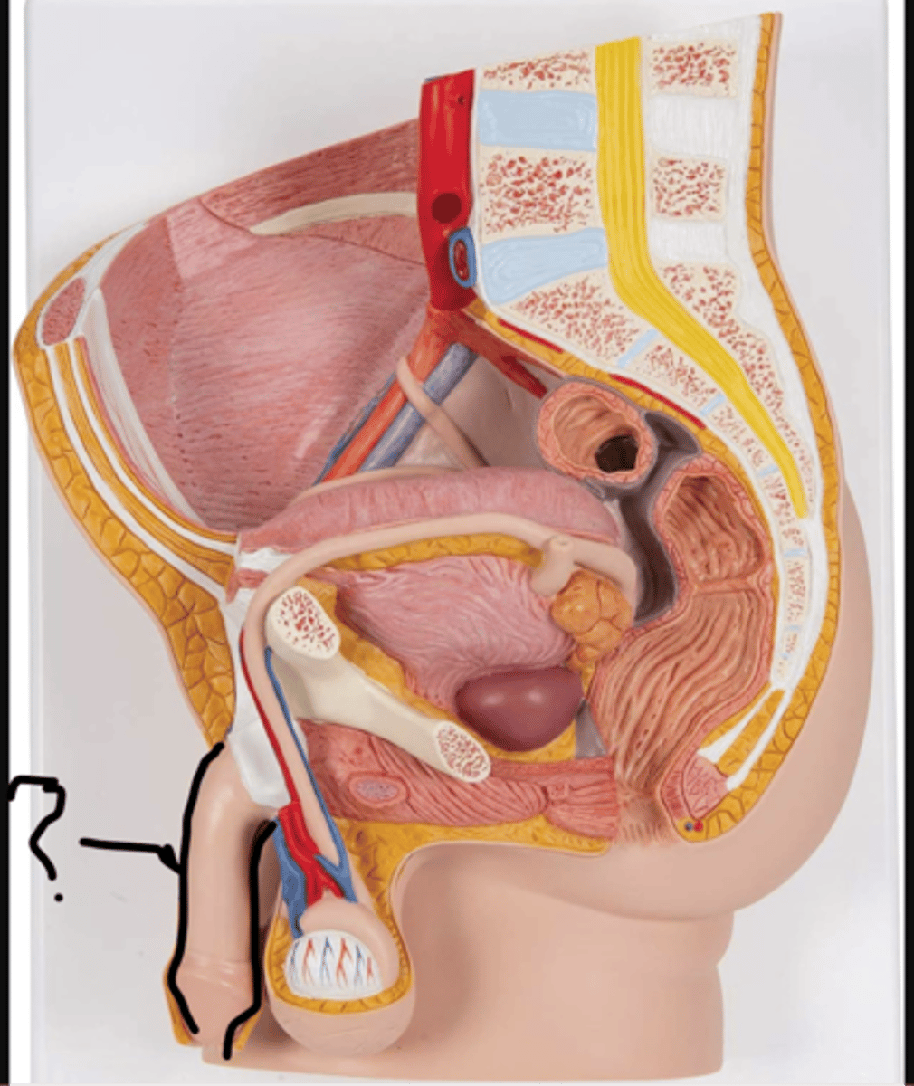 <p>name this organ</p>