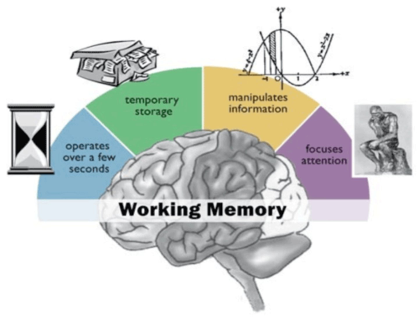 <p>(C) Working Memory</p>