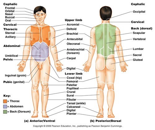 Muscles of the body wall and spine.
- Derived from epimeres and hypomeres of somites