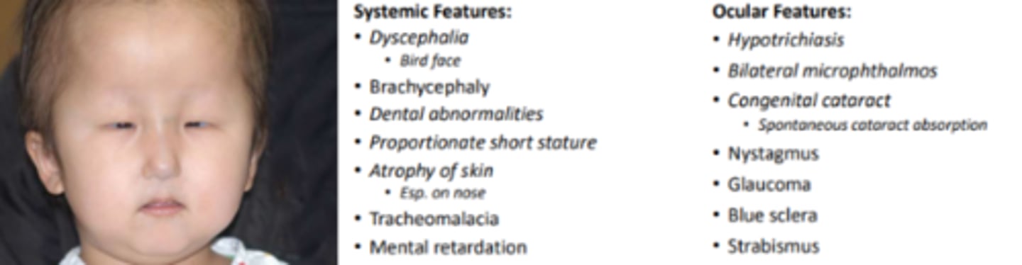<p>a rare craniofacial syndrome caused by spontaneous or autosomal recessive mutation. Results in a "bird face" and other facial abnormalities.</p>
