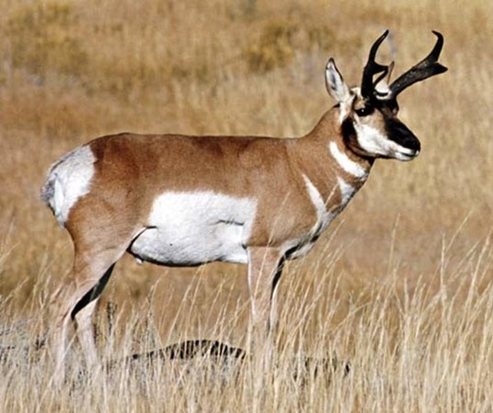 <p>antelope</p>