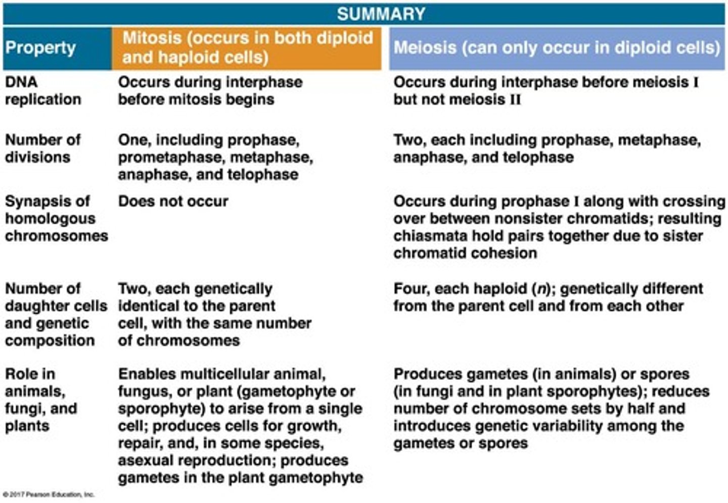 <p>Meiosis reduces chromosome sets from diploid to haploid, producing four genetically distinct cells, while mitosis produces two identical cells</p>