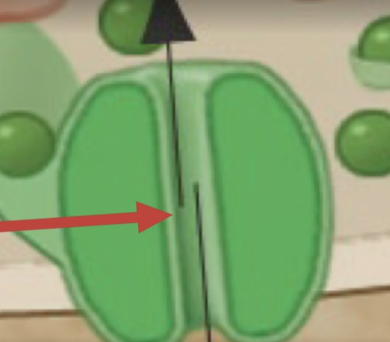 <p>What is this? What does it look like?</p>